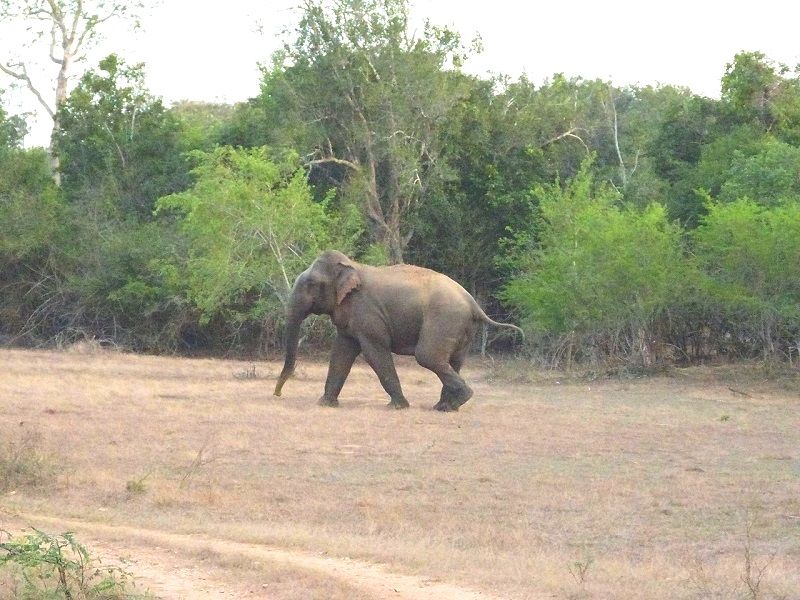 elephant bull at lunugamvehera