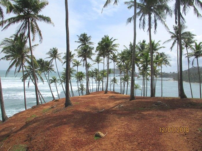 The Coconut Tree Spot (The coconut tree hill)