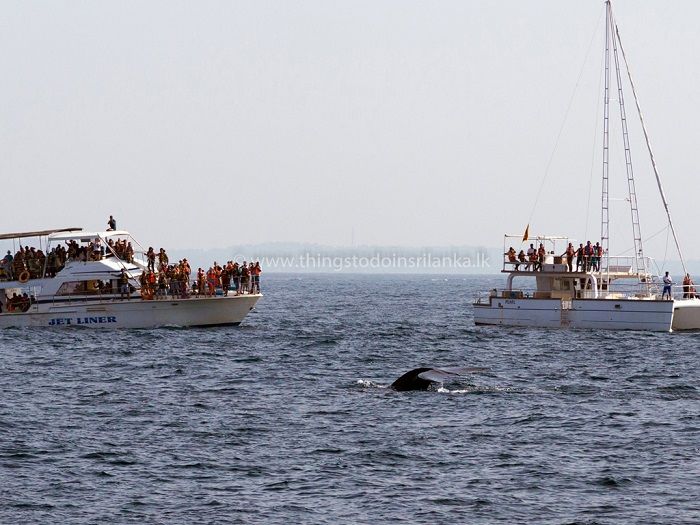 Whale and Dolphin watching