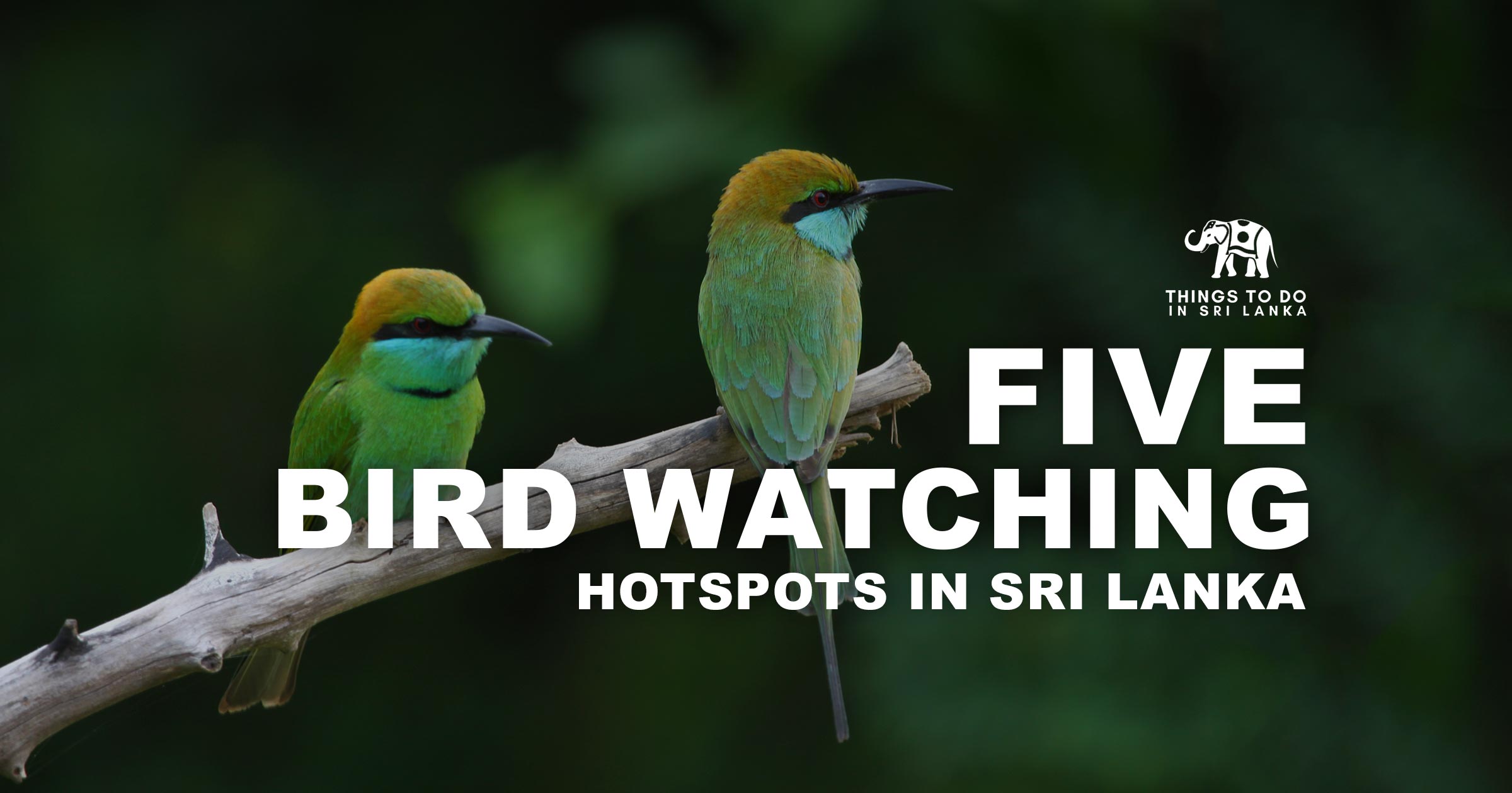 5 Bird Watching Hotspots in Sri Lanka