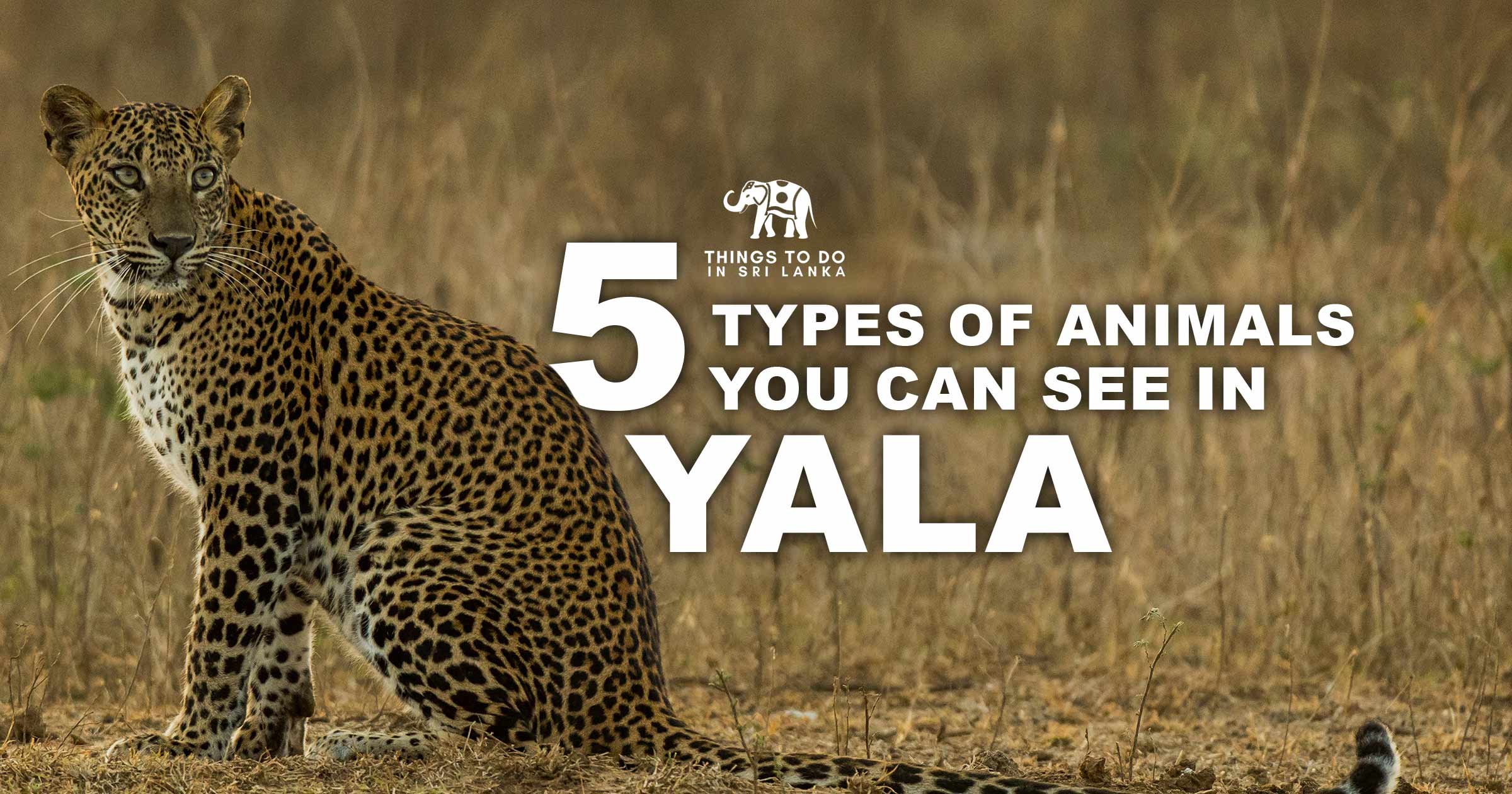 5 types of animals you can see in Yala