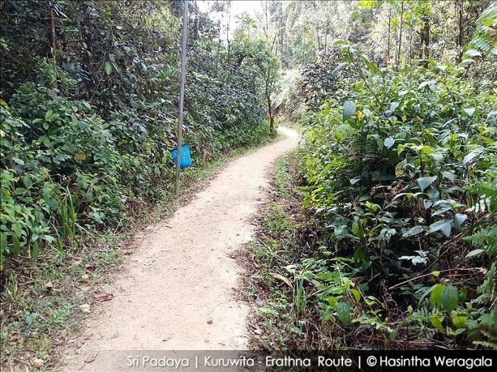 erathna road through the woods
