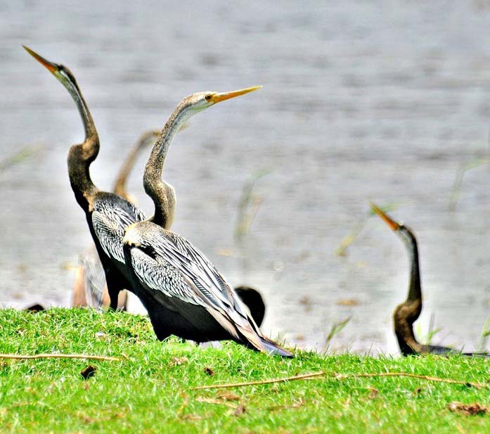 pelicons in bundala np