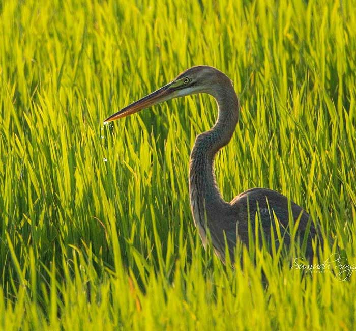purple heron in anawilundawa