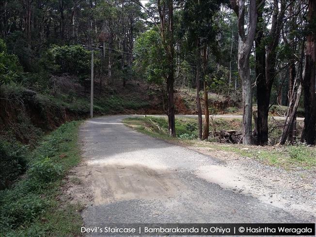 reaching the pines forest