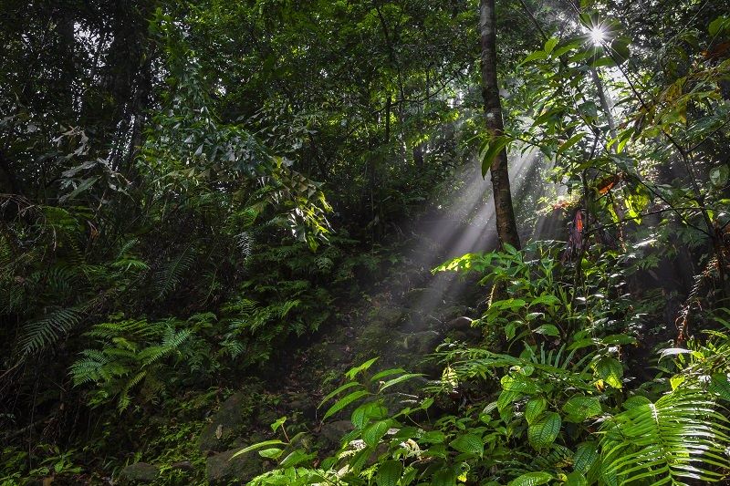 sinharaja primary rain forest