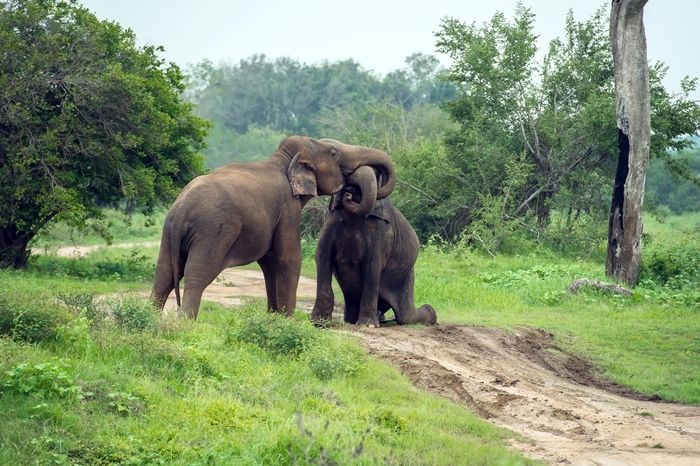 sri lankan elephants at yala