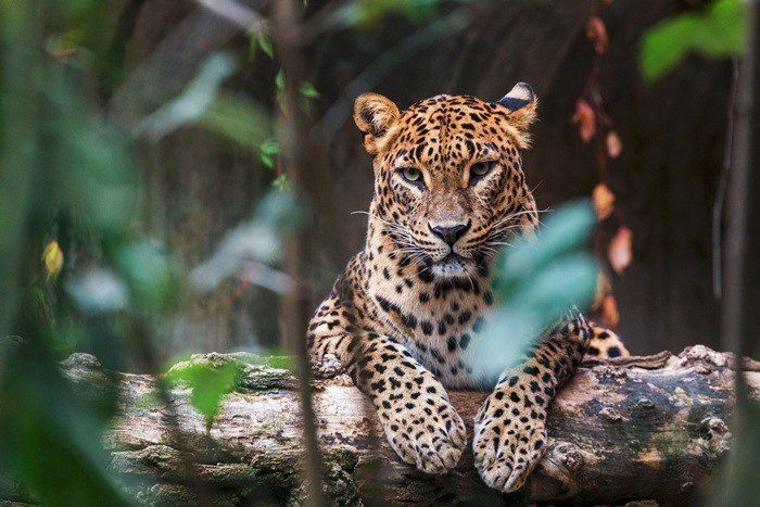sri lankan leopard