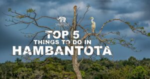 Things to do in Hambantota Sri Lanka