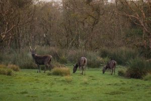 Kirigalpoththa Mountain Peak